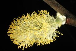 Salix ×reichardtii. Male catkin.
 Image: D. Glenny © Landcare Research 2020 CC BY 4.0